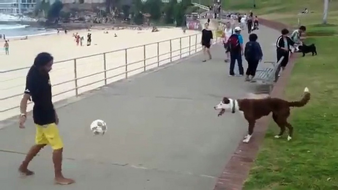 Funny Animal Videos Dog Plays Soccer Funny Dog Videos Best Funny Animals Compilation