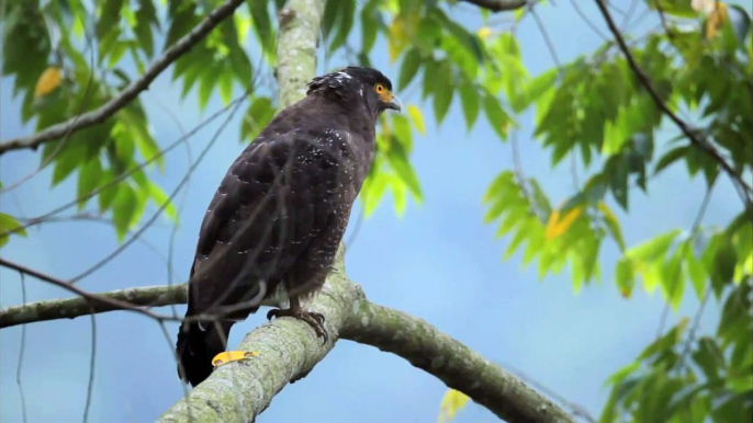 大冠鷲的呼喚 Crested Serpent Eagle sounding