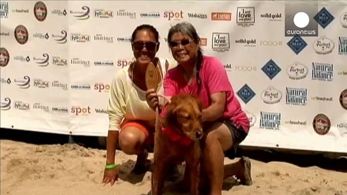 Surfing dogs battle it out in California contest