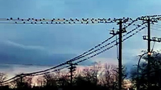 A Murder of Crows in Burnaby