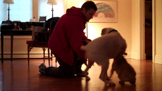Boxer, French Bull dog, and puppy boxer play