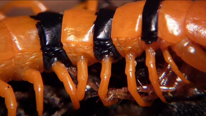 Using Preditory Mites (Hypoaspis) to control pest mites on Centipede (S. hardwickie)