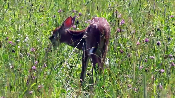 Whitetail Fawns in a Meadow