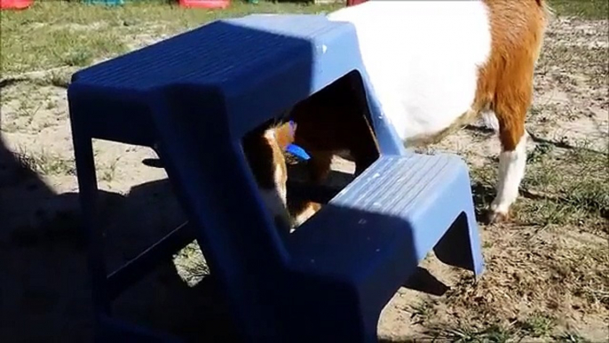 Incredibly Smart Baby Goat Plots A Mission Impossible Escape!