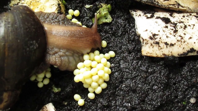 Giant African Snail laying eggs