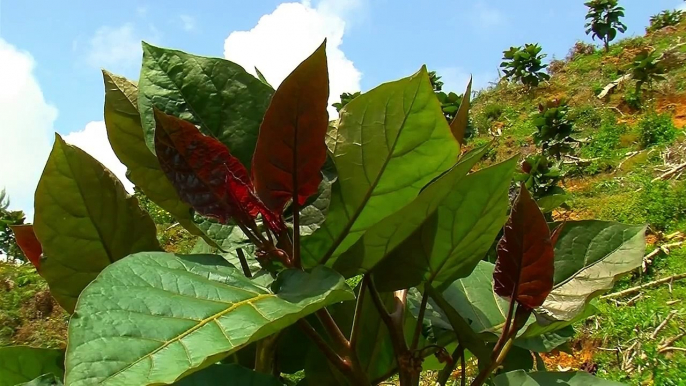 How to Prune Tomato Tree Tamarillo Tomate de Arbol Maintenance TvAgro por Juan Gonzalo Ang