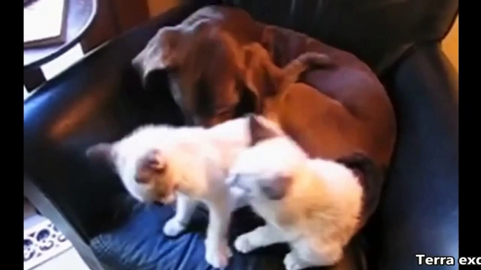 Cats and dogs fight for beds and sofa - Funny animal compilation