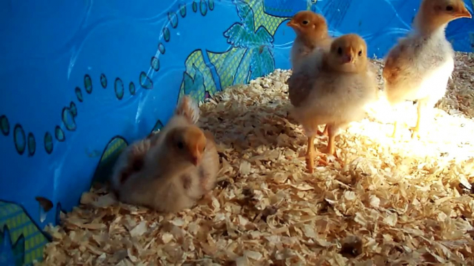 Chicks Are Doing Great Eggs In The Incubator Don't Smell This Time At All #10 Chicken Eggs Day 11