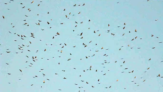 Common Buzzard migration @ Falsterbo, Sweden 2010-10-11