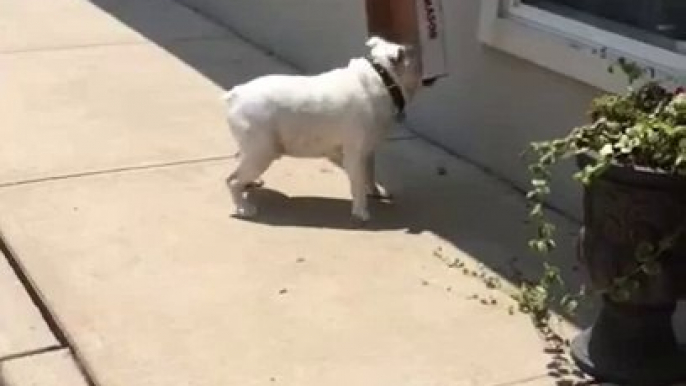 Un Bulldog Anglais adore jouer avec des boîtes... et se cogne partout !