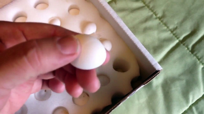 Unboxing (Vails Quails), Snowflake bobwhite quail eggs.