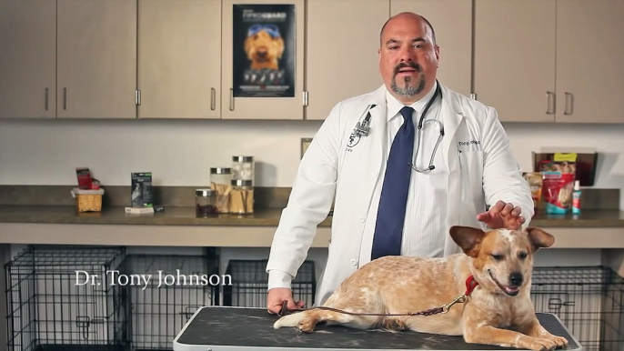 How To Identify If Your Pet Has Fleas or Ticks - Dr. Tony Johnson