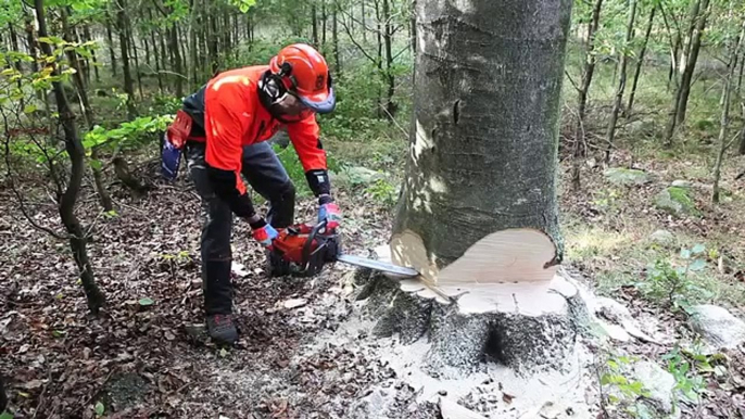 Working with chainsaws: Cutting with bore