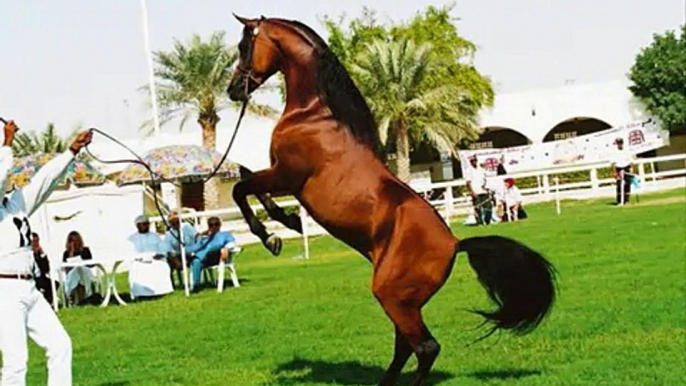 Only Arabian Horses