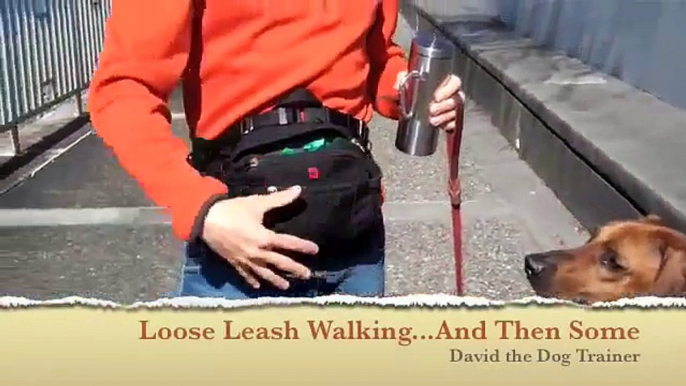 Loose Leash Walking with David the Dog Trainer