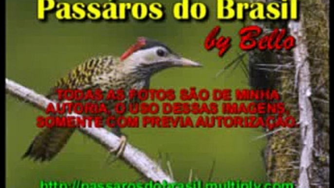 BIRDS OF BRAZIL - PASSAROS DO BRASIL