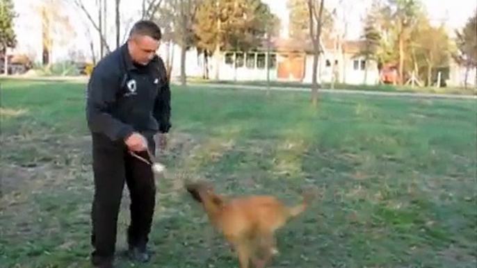 Police dog for detection - narcotic detection, explosive detection...high ball drive