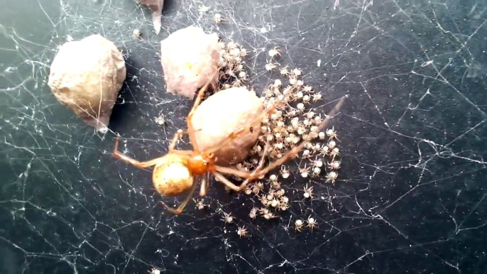 Huge spider with hundreds of baby spiders