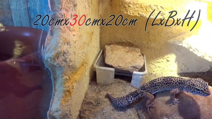 Leopardgecko Ei vergraben |#6 GeckoTagebuch