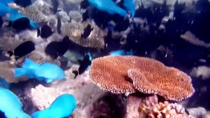 HD Schwarm scharzer und blauer Fische im Korallenriff im Süd-Male-Atoll Malediven 2013 04 05