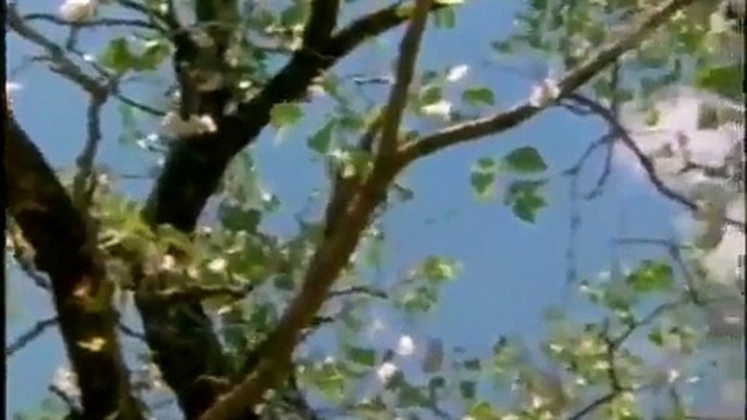 Wild Animal Documentary The Elephant Emperor And Butterfly Tree NEW Nature Documentary