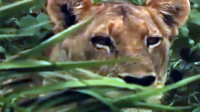 Life of Lions - Hunting, Fighting, Mating - Wildlife Documentary