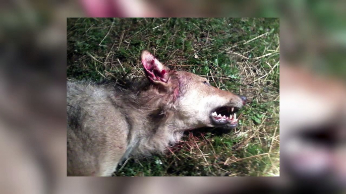 Hautes-Alpes: une louve tuée dans le Dévoluy