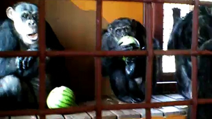 Chimpanzees eating watermelon, green onions, cucumber