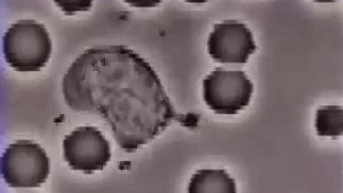 Neutrophil Chemotaxis Chasing a Bacterium