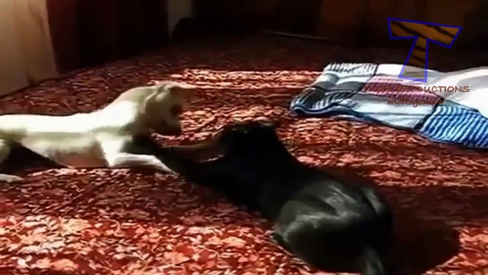 Cats and dogs fight for beds and sofa   Funny animal compilation 720p