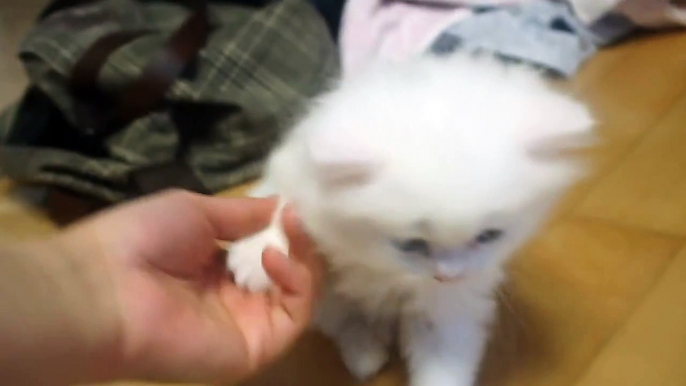 My new Persian white cat