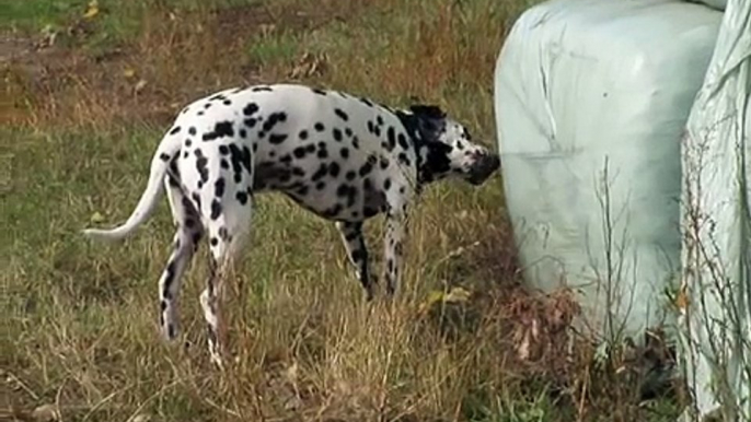 How an almost smiling and very  smart cat survives a stupid dog....