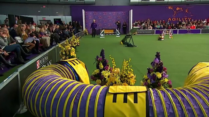 Watch Border Collie, Tex, Win 2015 Masters Agility Championship