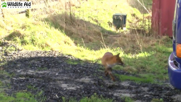 Raposa é solta depois de de muito tempo em tratamento