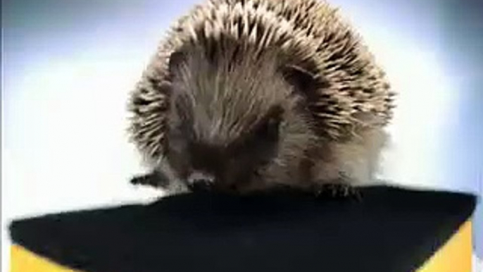 Igel+schwamm = lustig