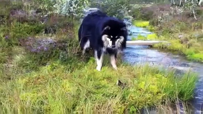 Finsk lapphund vs. Lemen