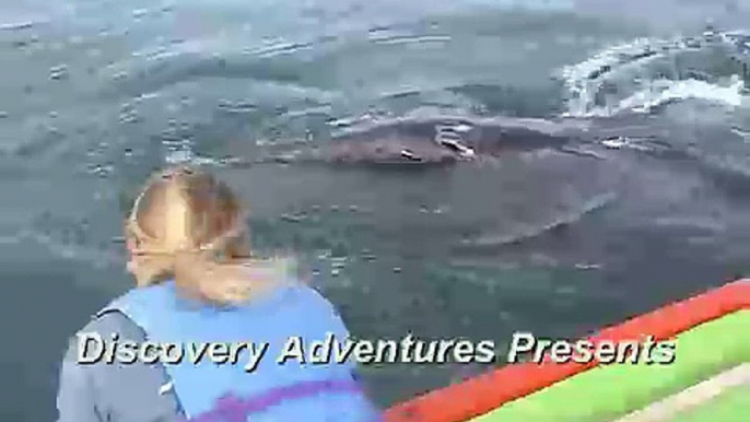 Playing with Gray whales