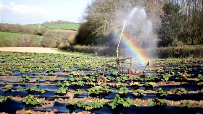 about rhubarb irrigation