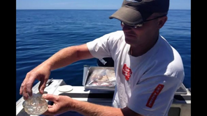 Bizzare Transparent Fish Caught in New Zealand Seas by a Fisherman