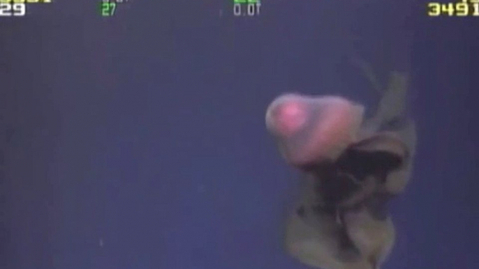 Giant medusa filmed at 3330meters below the surface in the ocean !