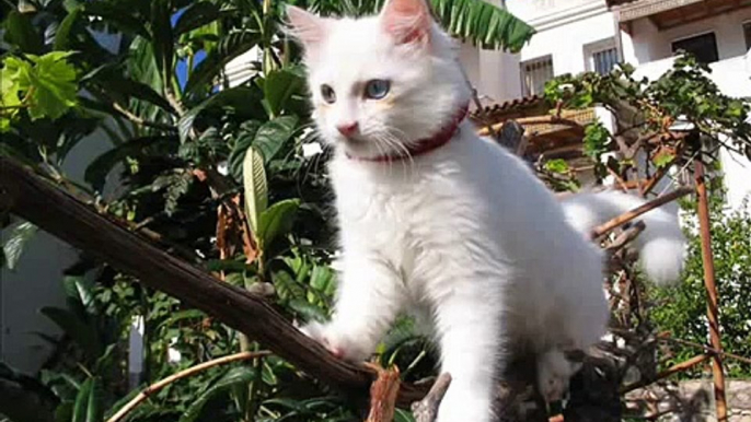 Pamuk the white long haired Angora cat