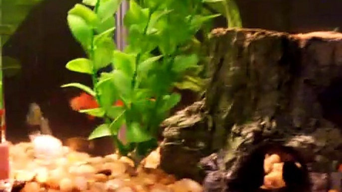 Guppies and Cory catfish in 5.5 gallon tank