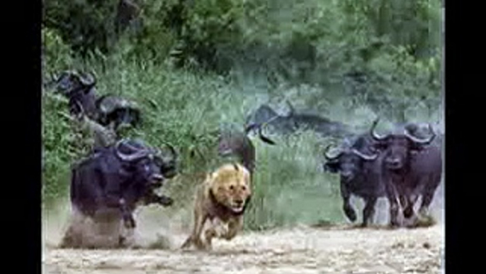 buffalo crowd​ attack lion - wild buffalo kill lions - buffalos vs lions