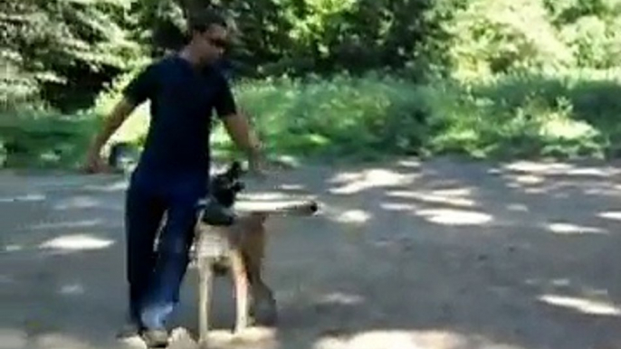 dog training, dresaj caini, ciobanesc belgian, ciobanesc malinois, malinois tricks, thor 1