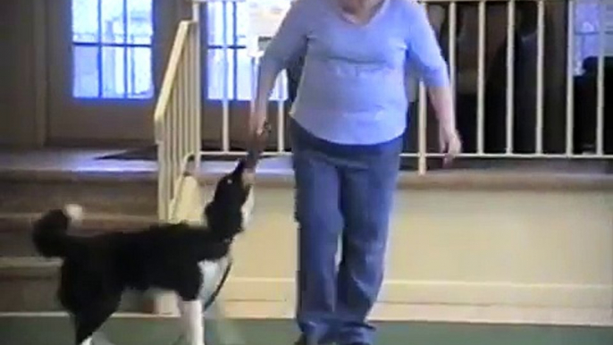 9 mo old Border Collie "Joe" obedience training