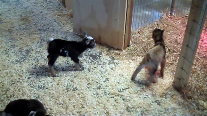 Willow Moon Farm - Baby Goats First Play Date 2011.MP4