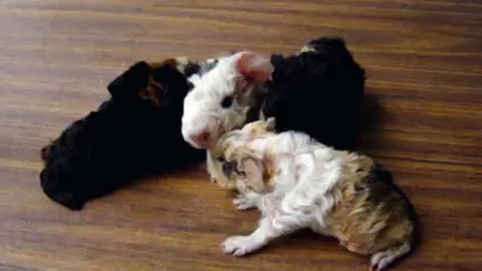 Guinea pig babies!!!