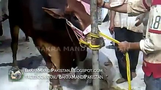 Cow Kids a Boy on Eid ul Azha Cow Qurbani Cow Kicks the boy