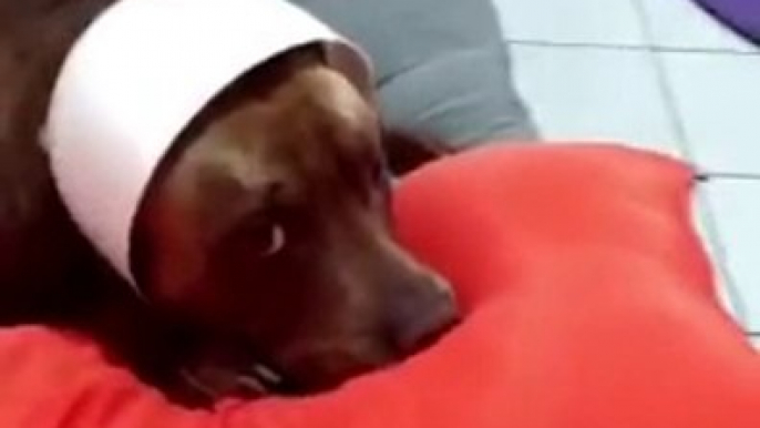 This dog is guilty and can't lie about it! Hilarious...