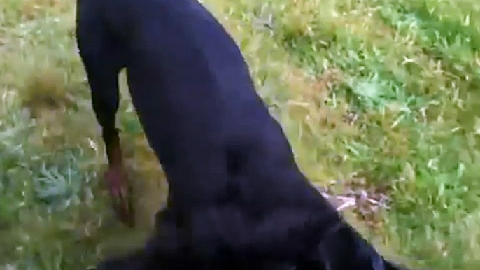 Doberman versus German Shepherd   Dog fight! playing!